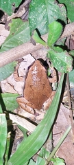 Hamptophryne boliviana