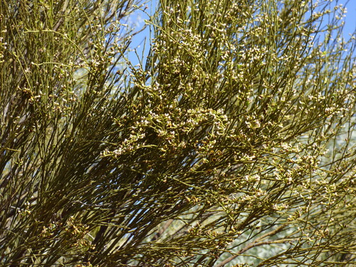 Image of Templetonia egena by no rights reserved