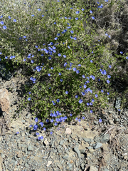 Jacquemontia abutiloides