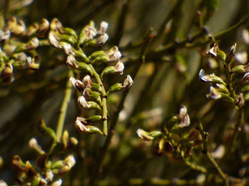 Image of Templetonia egena by no rights reserved