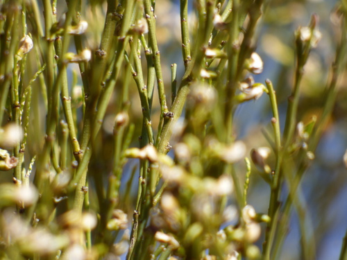 Image of Templetonia egena by no rights reserved