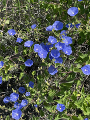 Jacquemontia abutiloides