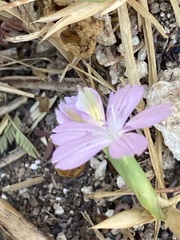 Dianthus strictus