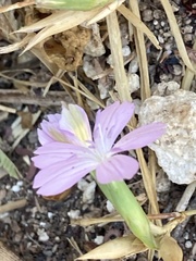 Dianthus strictus