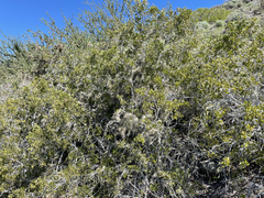 Maytenus phyllanthoides