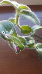 Tradescantia sillamontana