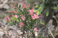 Grevillea