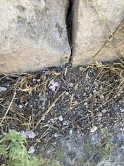 Dianthus strictus