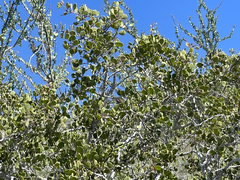 Maytenus phyllanthoides