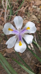 Dietes grandiflora