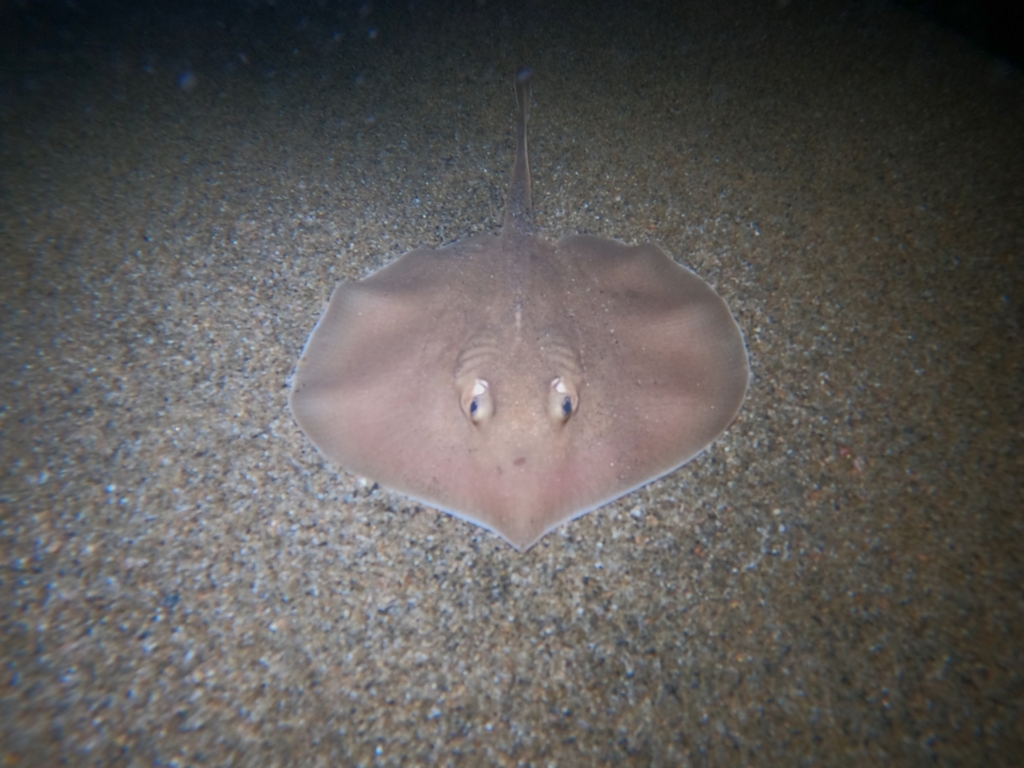 Lined round stingray (Urotrygon rogersi) — Urotrygonidae