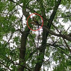 Dinopium benghalense