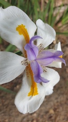 Dietes grandiflora