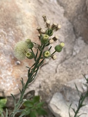 Erigeron bonariensis