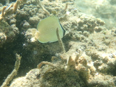 Chaetodon citrinellus