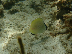 Chaetodon citrinellus