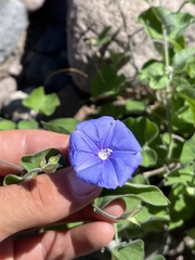 Jacquemontia abutiloides