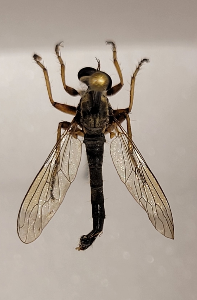 Chisos Twilight Robber