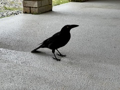 Strepera fuliginosa