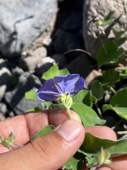 Jacquemontia abutiloides