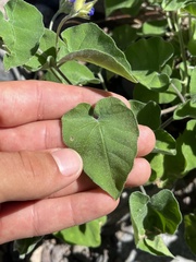 Jacquemontia abutiloides