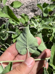 Jacquemontia abutiloides