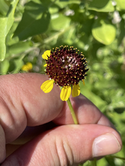 Encelia conspersa
