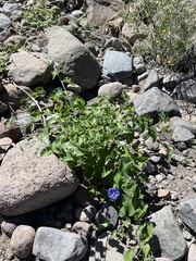 Jacquemontia abutiloides