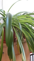 Hippeastrum reginae