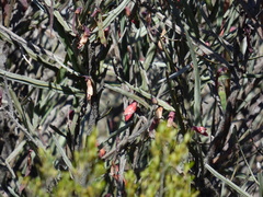 Bossiaea walkeri