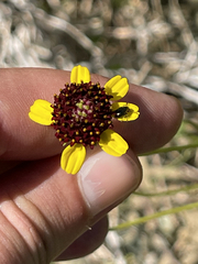 Encelia conspersa