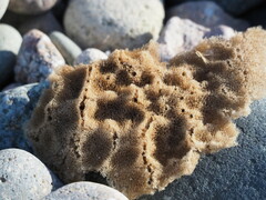 Porifera