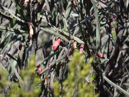 Image of Bossiaea walkeri by no rights reserved