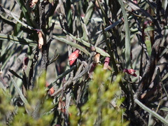 Bossiaea walkeri, photograph garrytre, CC0, iNaturalist via GBIF