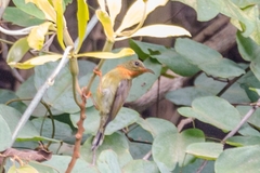 Chalcoparia singalensis