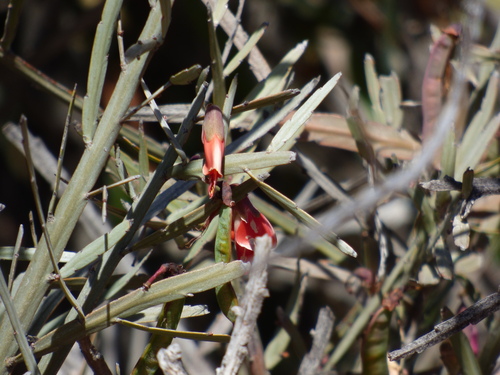 Image of Bossiaea walkeri by no rights reserved