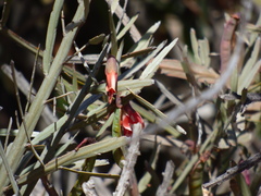 Bossiaea walkeri, photograph garrytre, CC0, iNaturalist via GBIF
