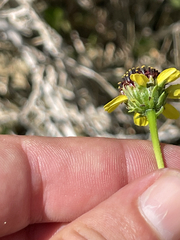 Encelia conspersa