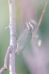 Yungipicus moluccensis