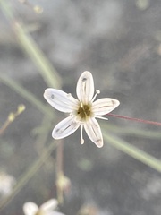 Angiospermae