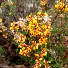 Pultenaea gunnii
