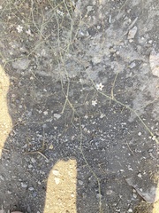 Angiospermae