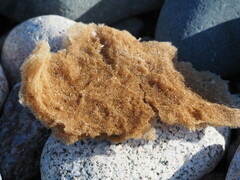 Porifera