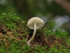 Porotheleaceae