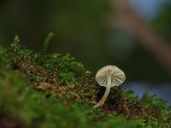 Porotheleaceae
