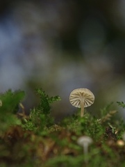 Porotheleaceae