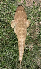 Platycephalus fuscus