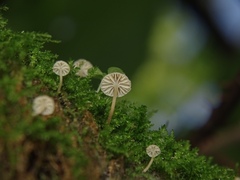 Porotheleaceae