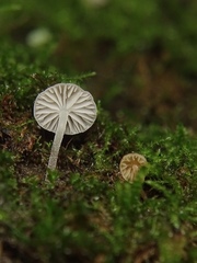 Porotheleaceae