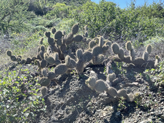 Opuntia pycnantha